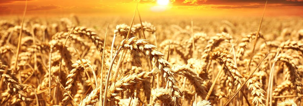 pexels-pixabay-39015